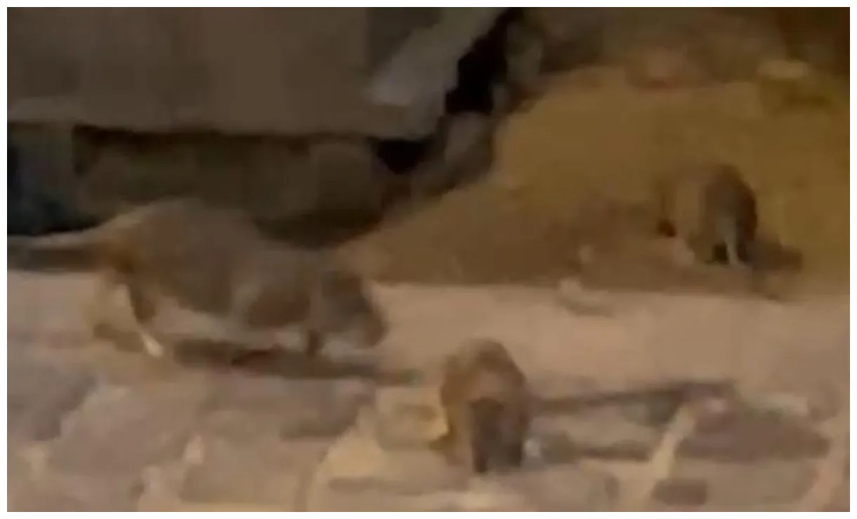 Assalto dei topi nel centro di torino la stampa