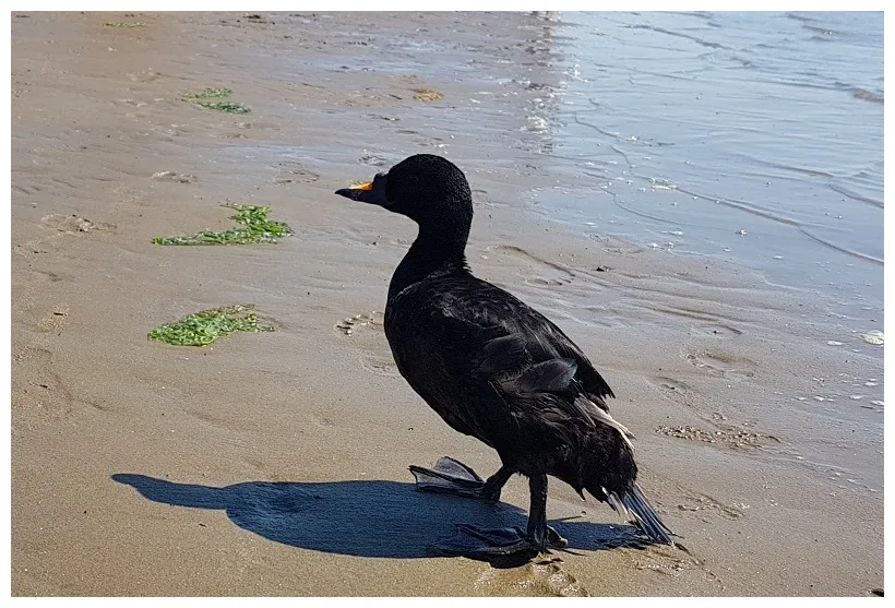 Een onverwachte voorne maasvlakte