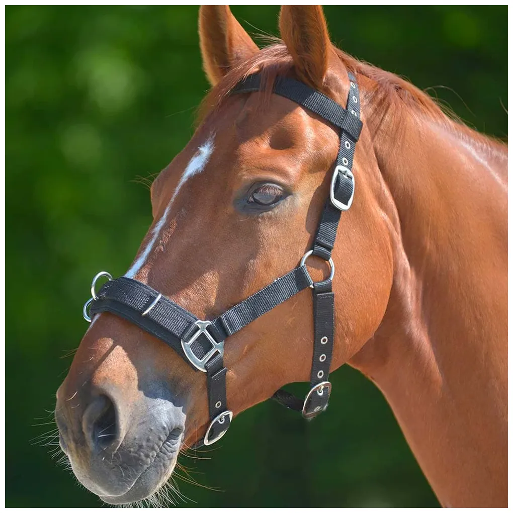 Capezzone Cavallo Economic in Nylon - Horse&Green