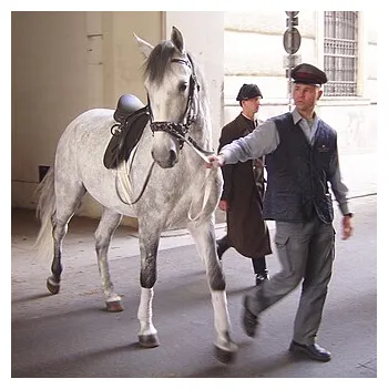 Capezzone - Wikipedia