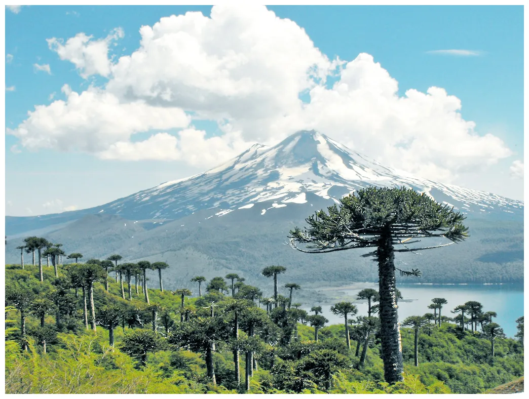 Wikipǣdia, sēo frēo wīsdōmbōc