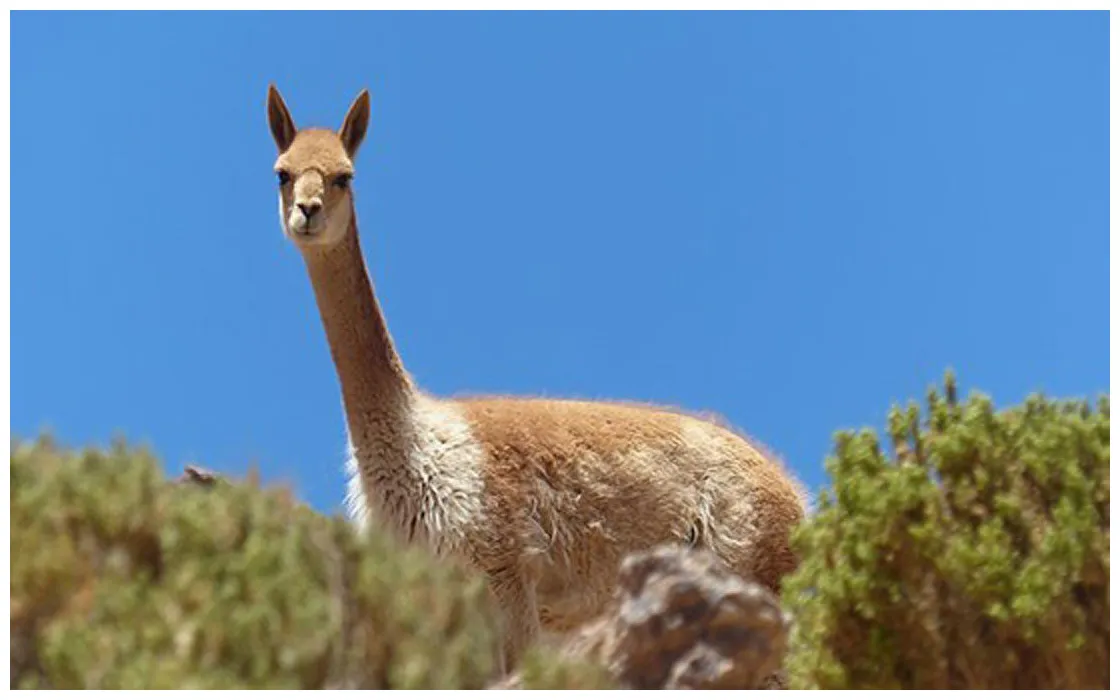 Viaggi in origini international tour operator