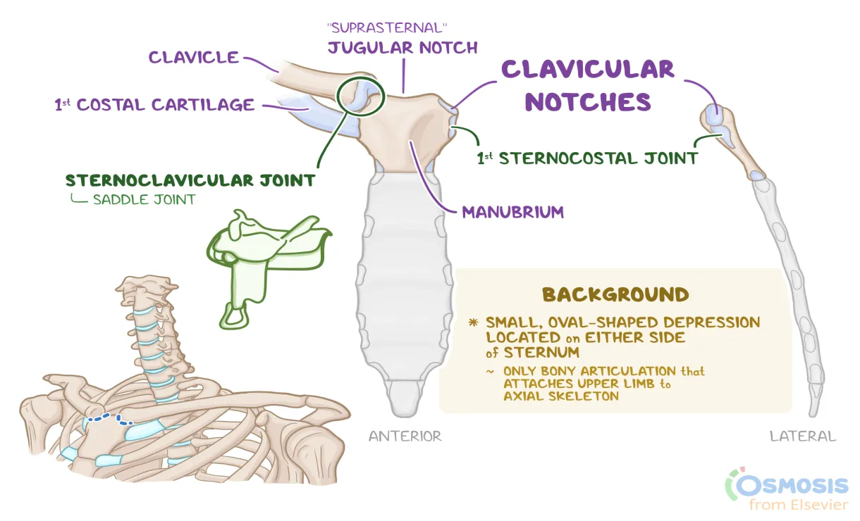Notch what is it, location, purpose, and more osmosis