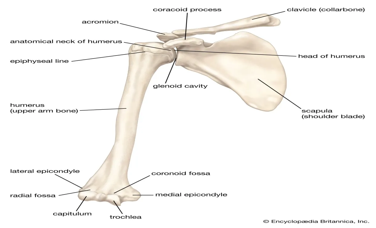 Clavicle definition, anatomy, & function britannica