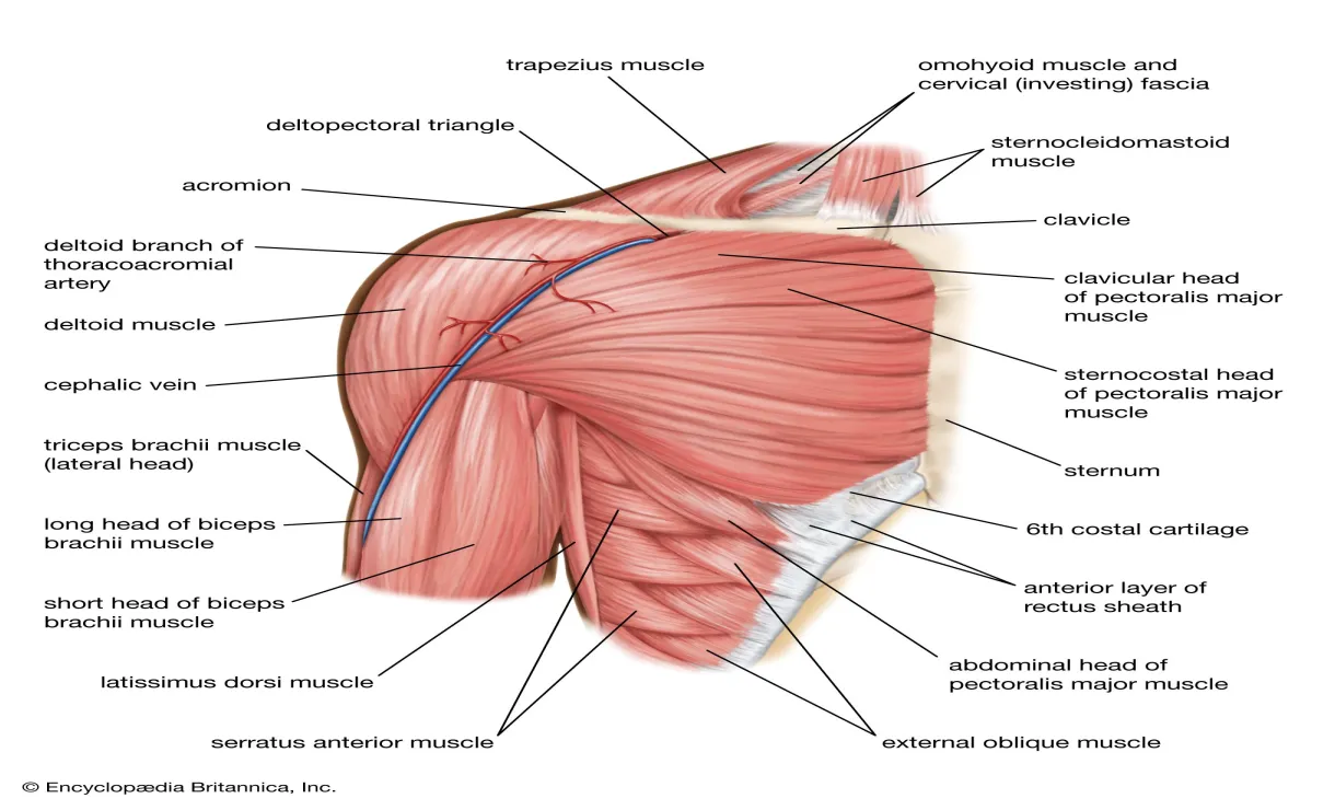 Clavicle definition, anatomy, & function britannica