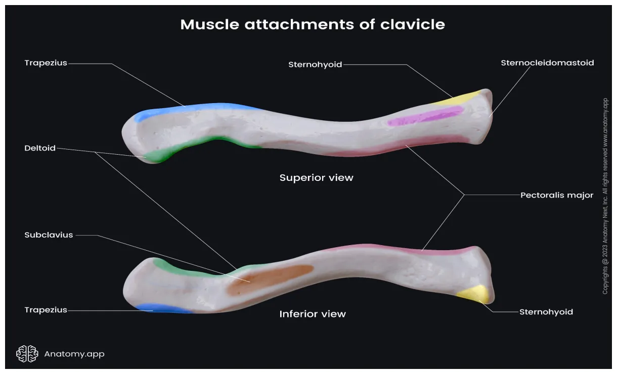 Clavicle encyclopedia anatomy.app learn anatomy 3d models