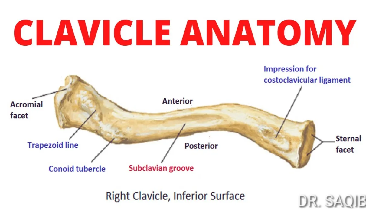 Clavicle anatomy youtube