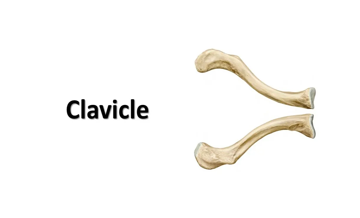 Clavicle. prof. dr. ashfaqur rahman youtube