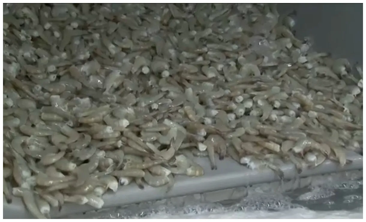 Avanti expands recall to include shrimp due to salmonella concerns