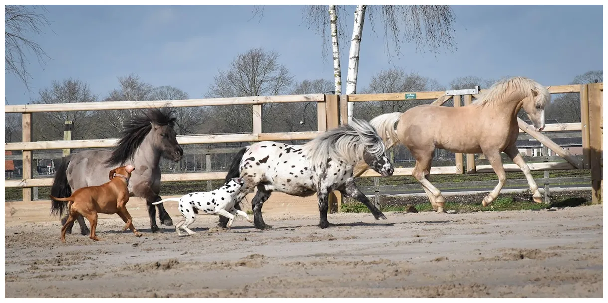Greetje arends-hakvoort bringing two hearts together stable express