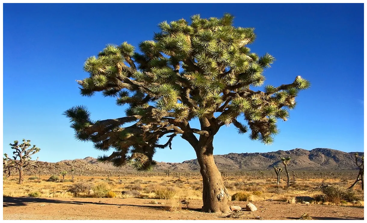 File usa 2004 october 6th california, national park g