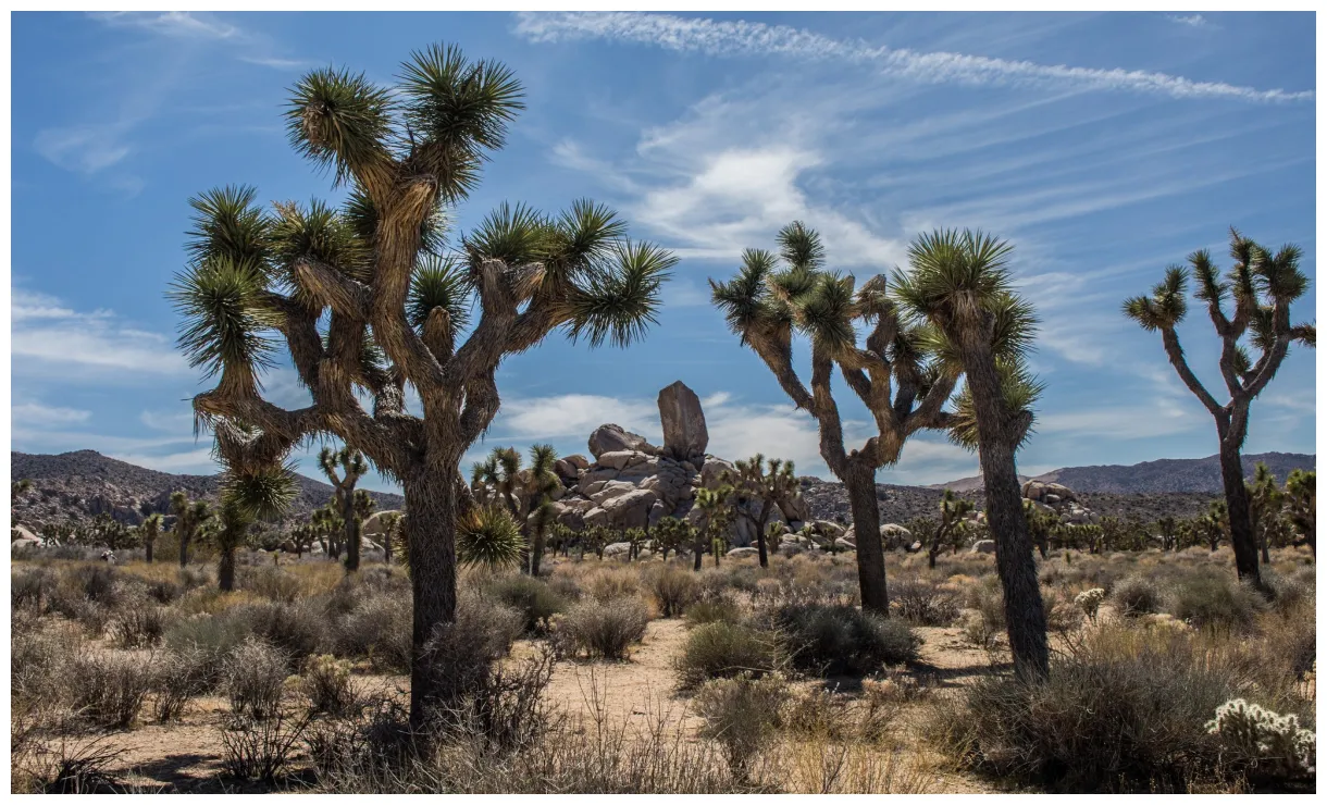 10 facts about the incredible tentree®