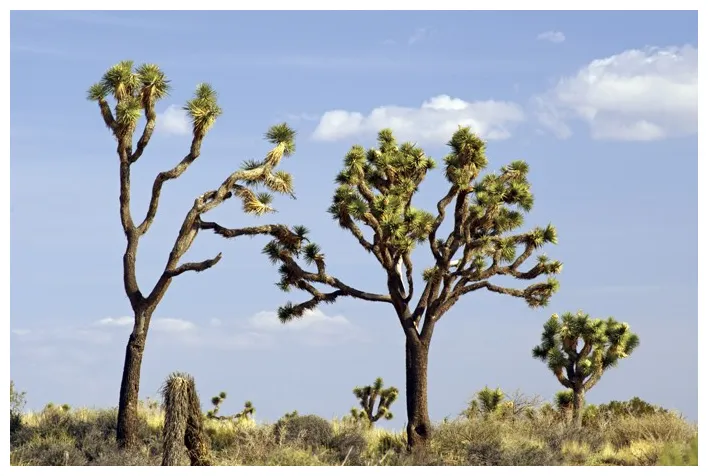 S national park u.s. national park service