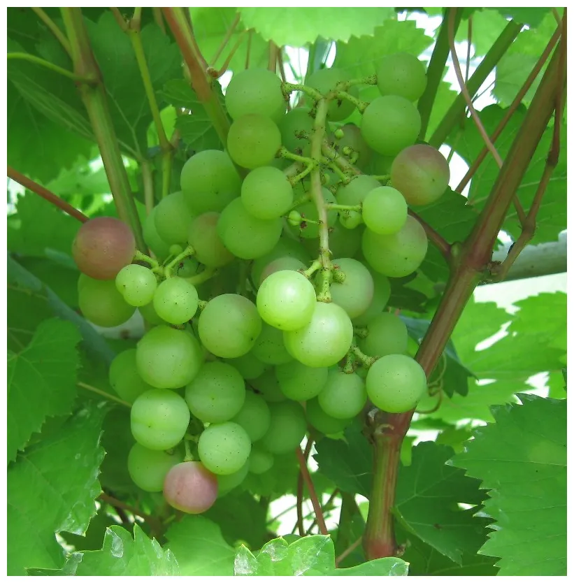 Plik -pver g winogrona