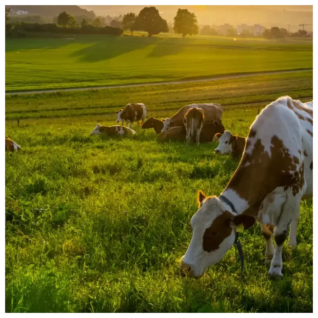 Kompetenzzentrum Landwirtschaft - Agrar-Innovationen by REWE Group