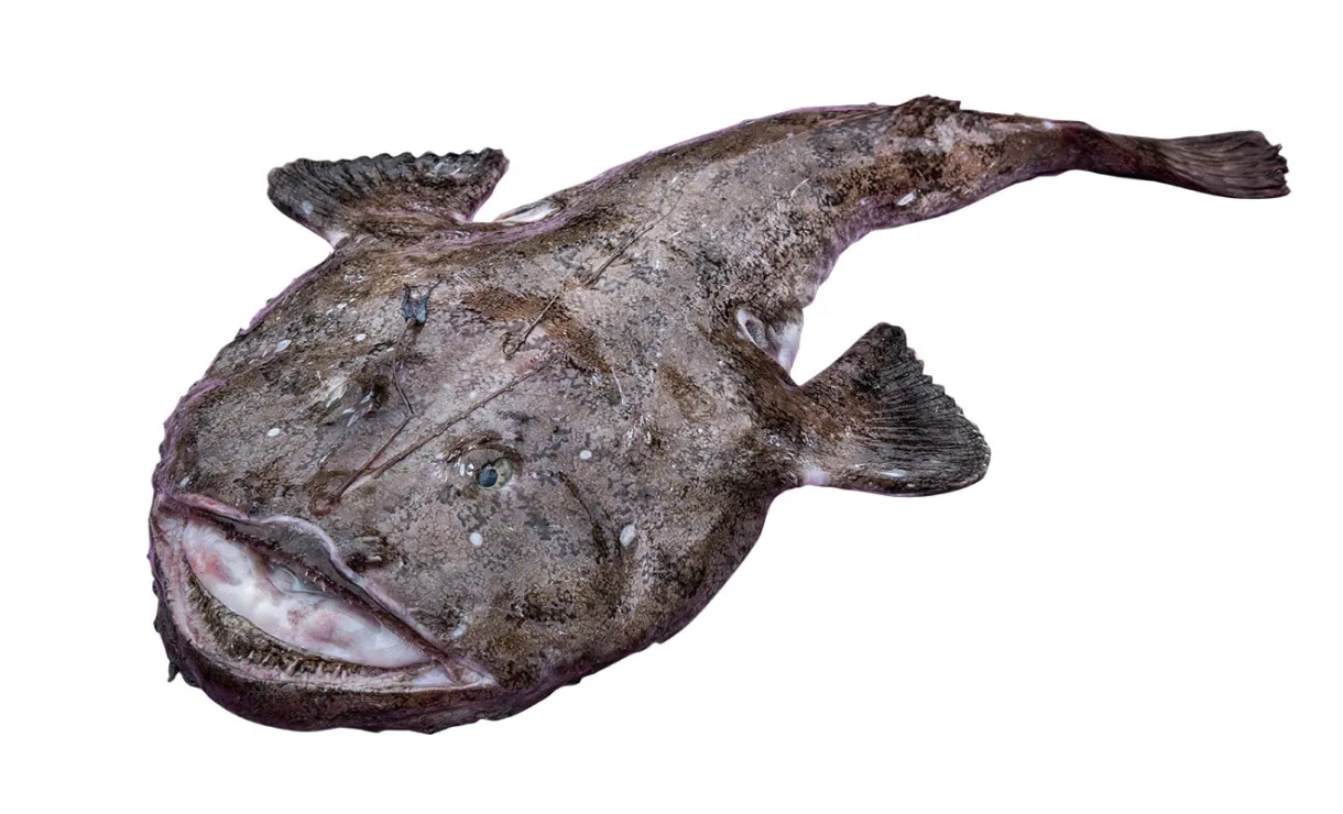 La lotte, un poisson qui a de la gueule gastronomico