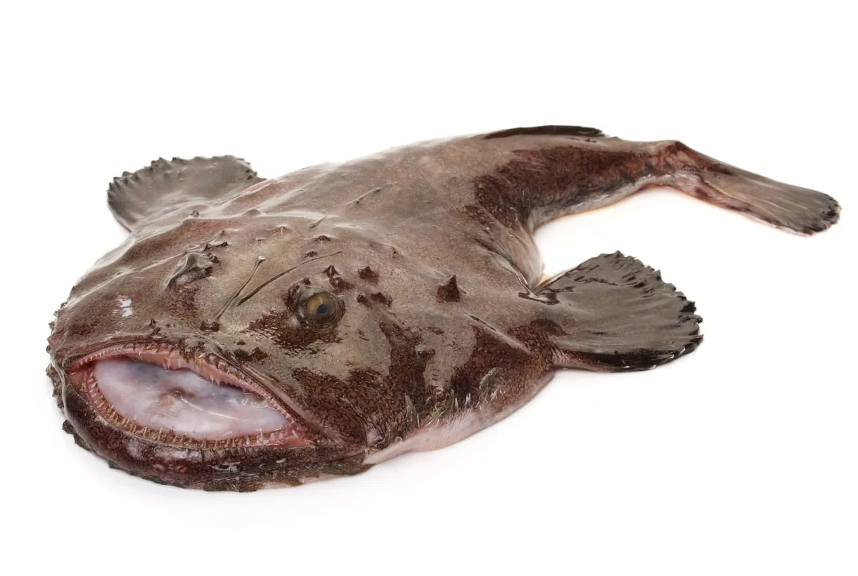 深海に住むアンコウ13選：見た目が怖い種類ばかり aqua picks