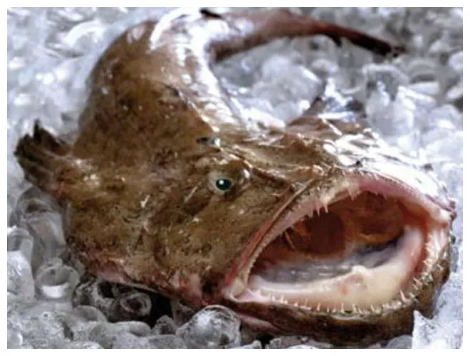 Recettes de poisson et lotte