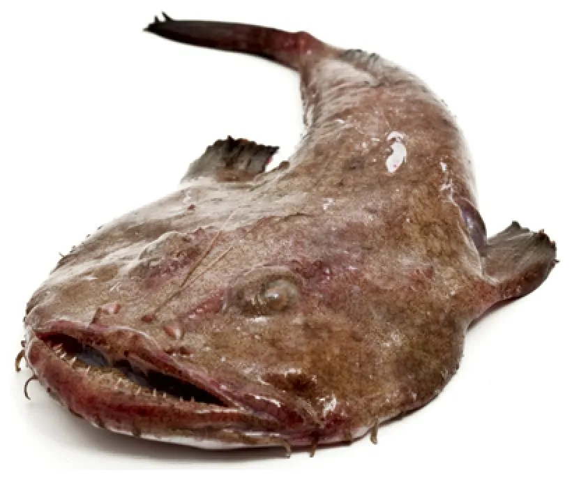 Baudroi poissons coquillage neptune