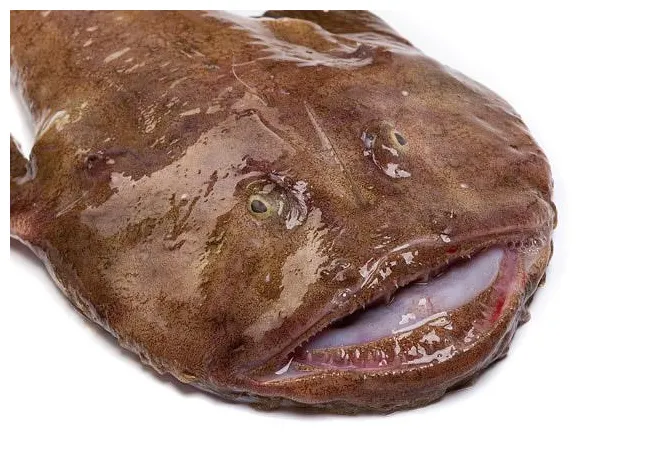 Comprar rape fresco [ negro ] al mejor precio en mordeste