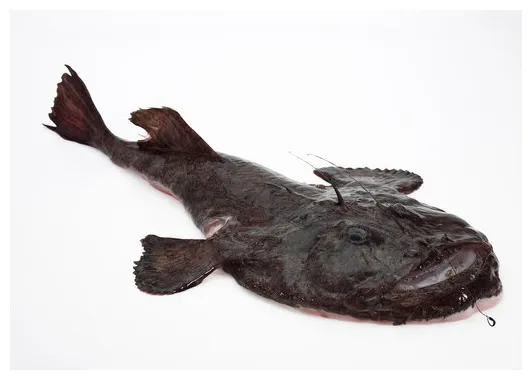 Lotte bilder durchsuchen 3,036 archivfotos, vektorgrafiken und videos