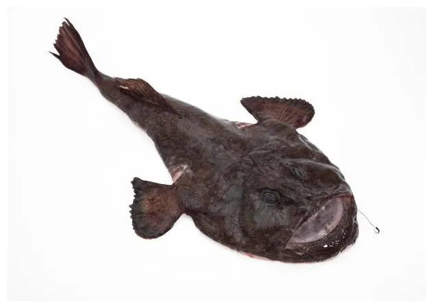 Lotte de mer banque d' s et s libres de droit istock