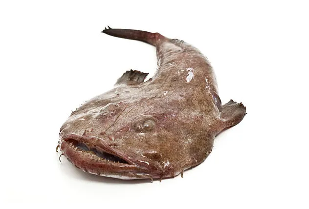 Lotte de mer banque d' s et s libres de droit istock