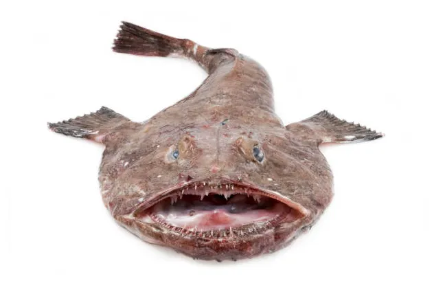 Lotte de mer banque d' s et s libres de droit istock