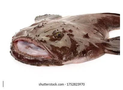 De stock big monkfish lophius piscatorius on white 1524357287