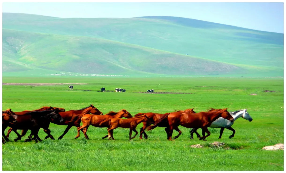 Redventurous inner n grasslands