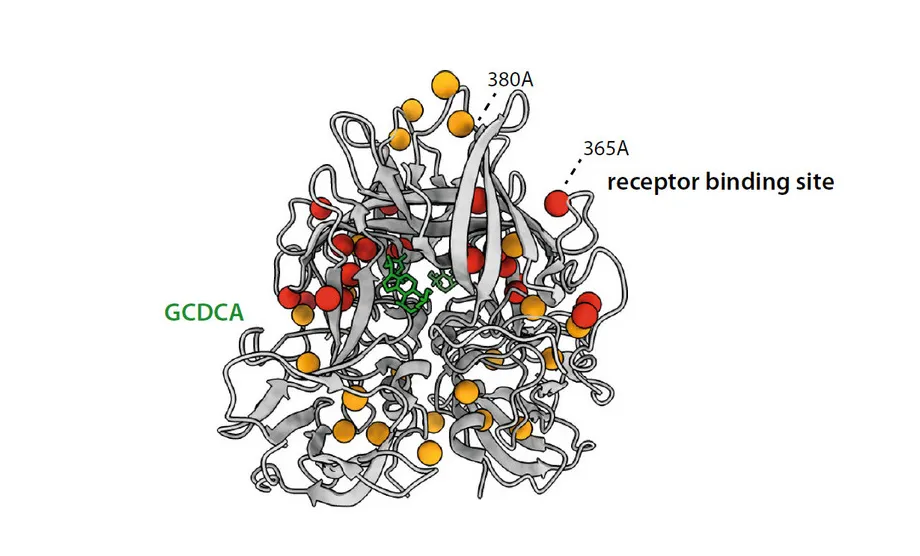 Neue molekulare details aus der norovirus-forschung universität zu lübeck