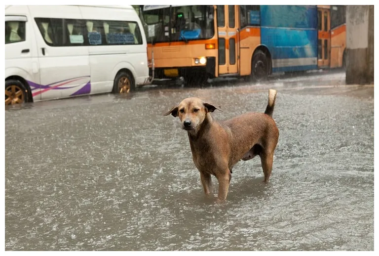 Reizen tijdens het regenseizoen in thailand dit kun je verwachten