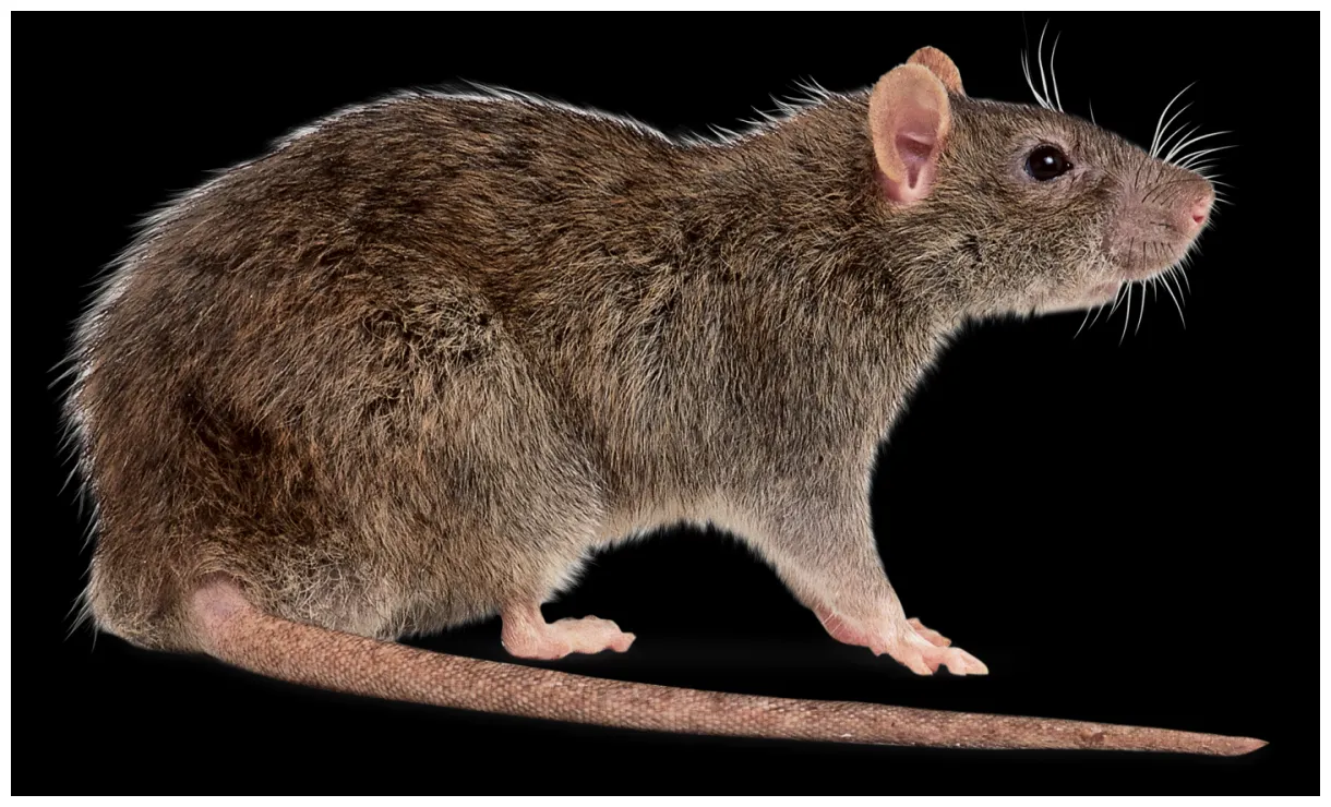 Facts about rats types of rats dk find out