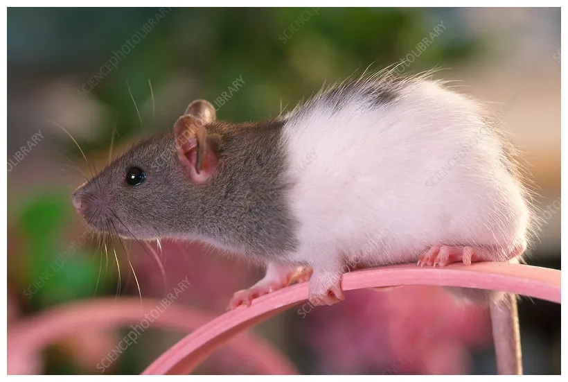 Rat stock c014/4270 science library