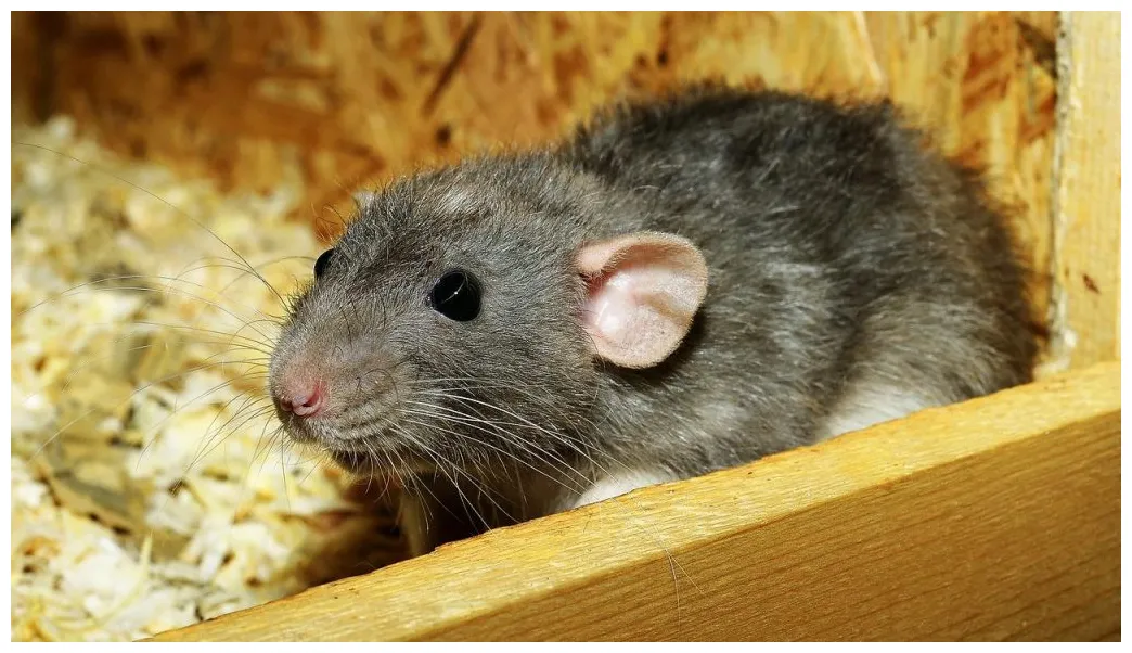 Tout comprendre sur la reproduction du rat domestique • pouik