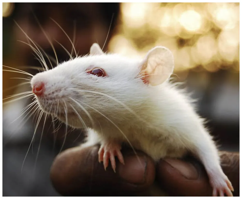 11 awesome rat facts
