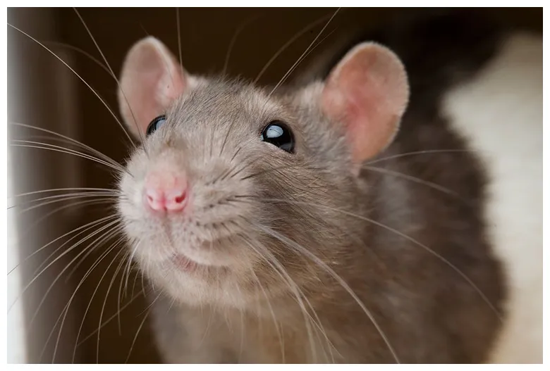 Rats selangor, malaysia, kuala lumpur kl , klang, johor bahru jb