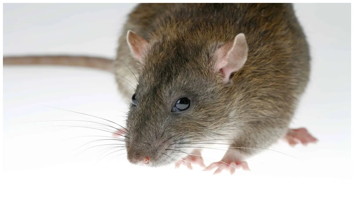 Norway rat animal facts rattus norvegicus a-z animals