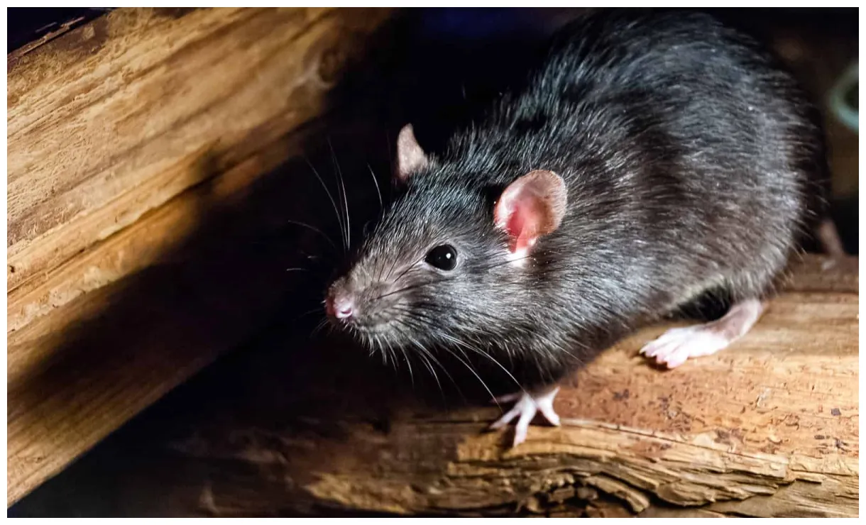 Rat faq frequently asked questions orkin canada