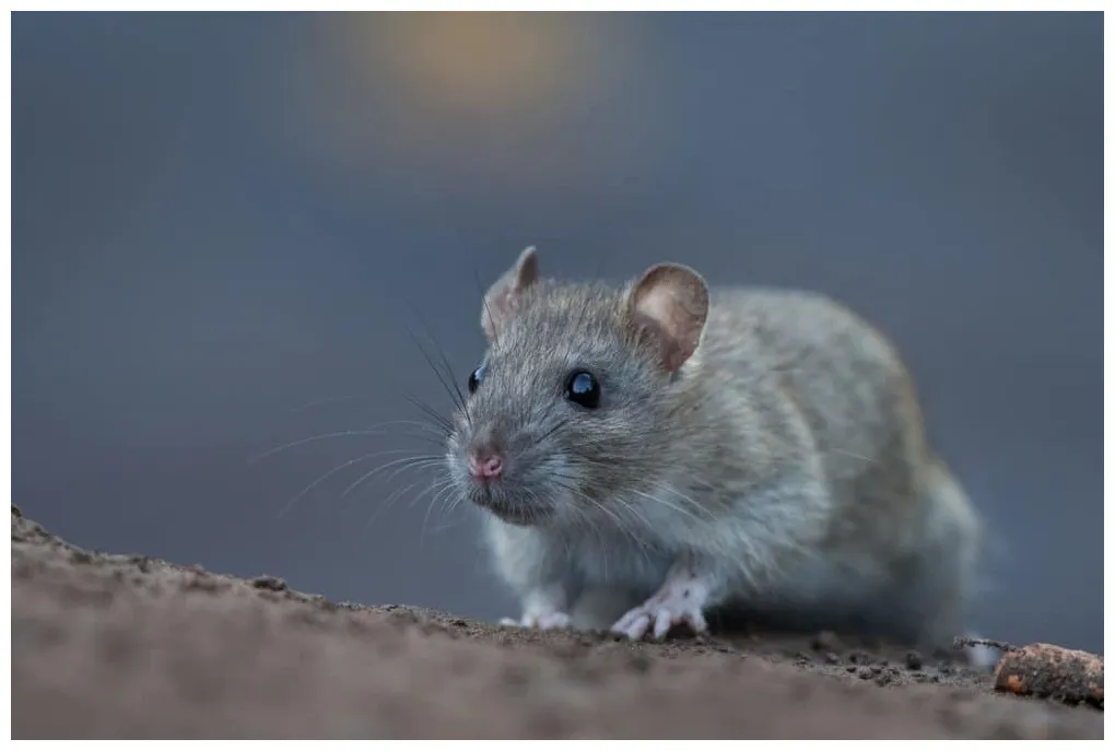 Rat pictures az animals