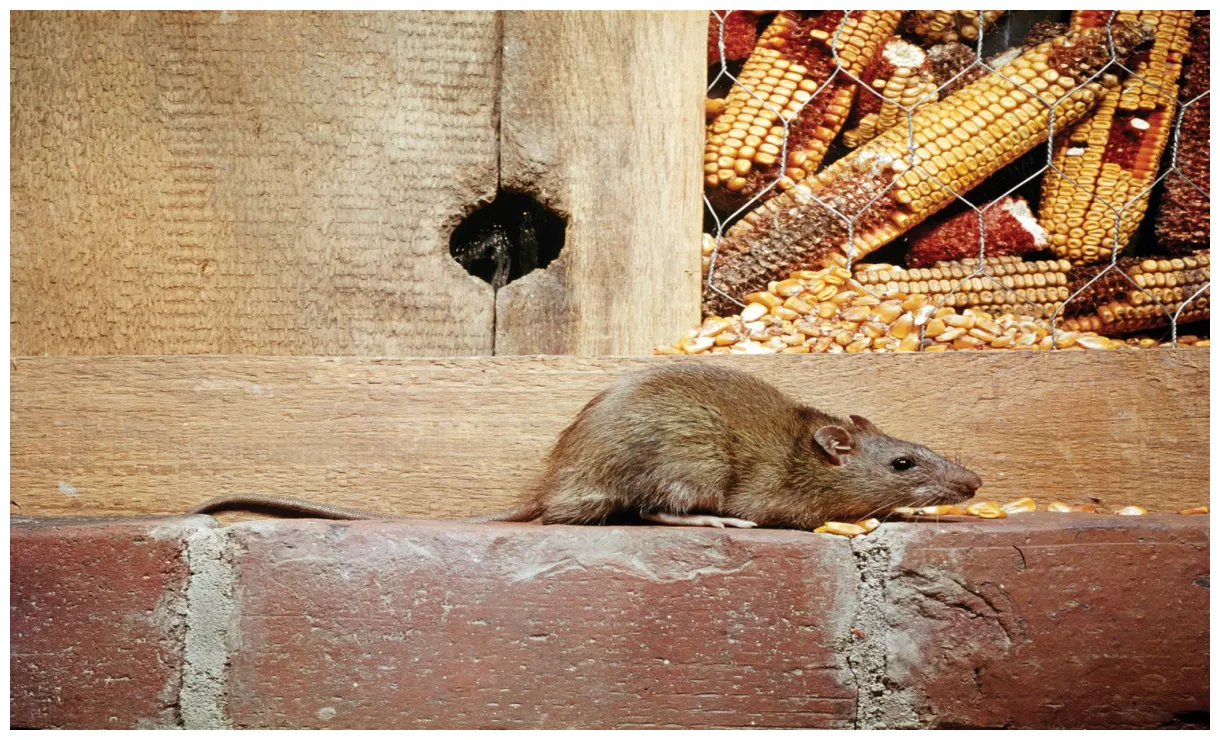 8 interesting facts about rats britannica