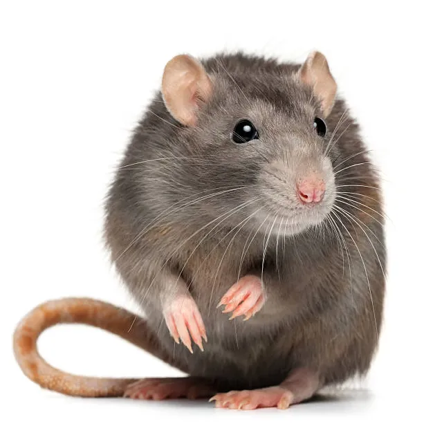 98,800+ rat s, pictures & royalty-free s istock