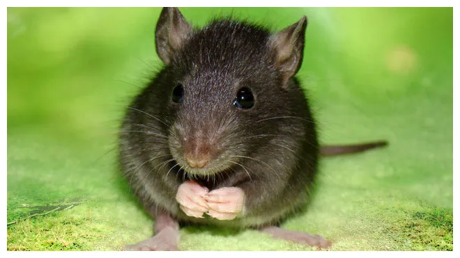 Rat facts, pictures, habitat and types
