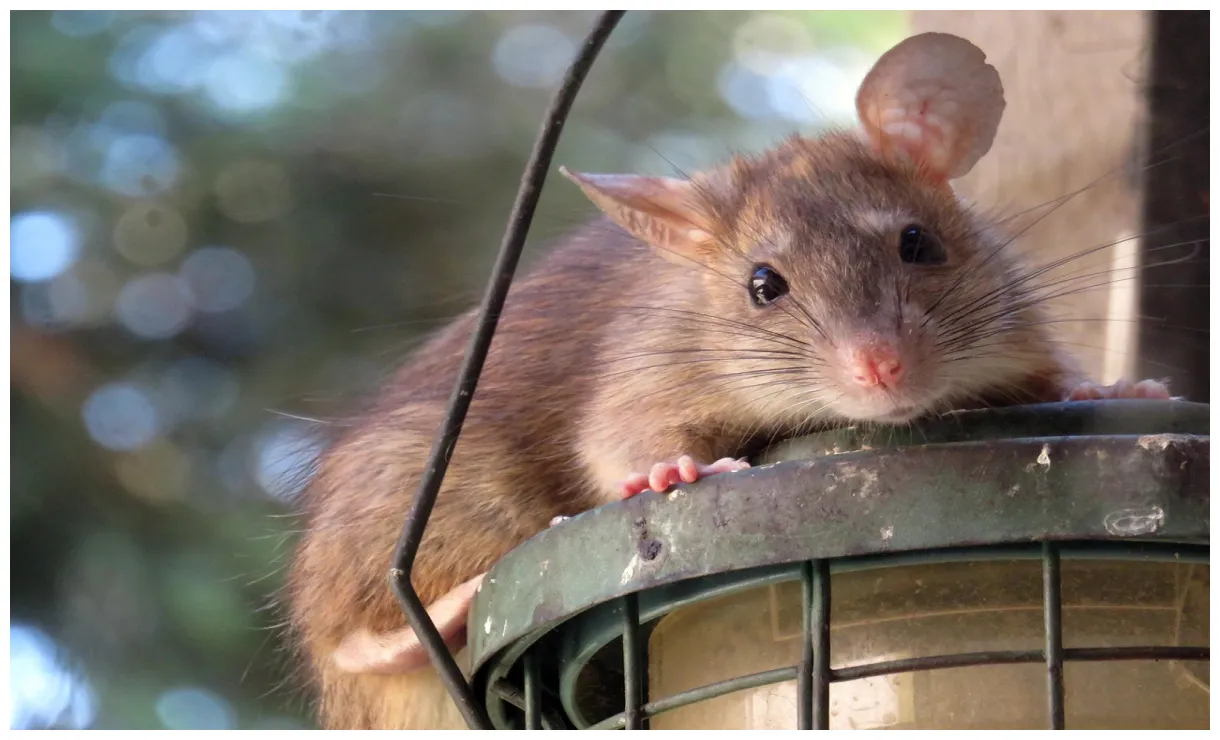 1,000+ free rats & mouse s pixabay