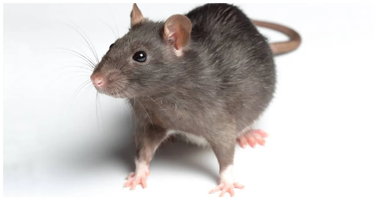 Rodent identification the difference between rats and mice