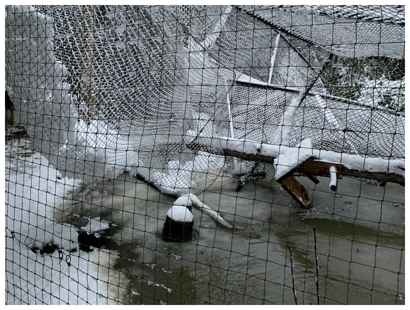 Zware sneeuwval zorgt voor grote schade in gaiazoo gaiazoo