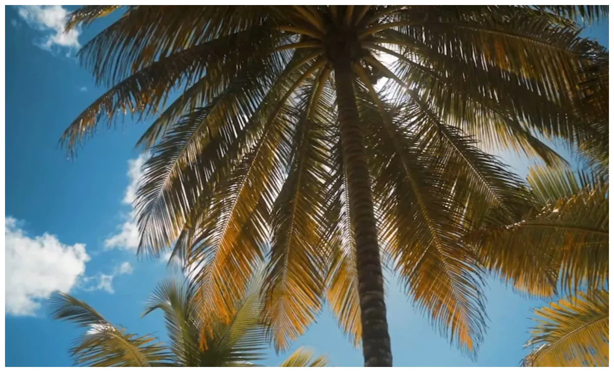 Offers discounts on hotels, cruises, flights 6abc