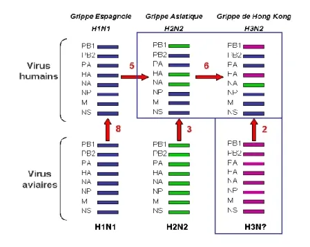 La grippe variabilité des virus grippaux