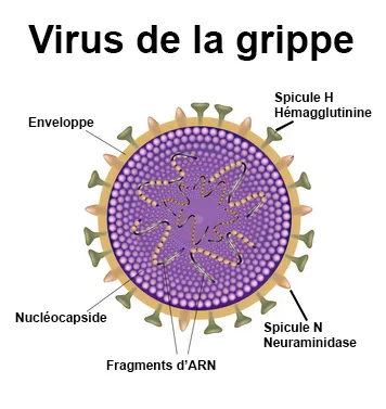 Que faire en cas de grippe ? docteurclic