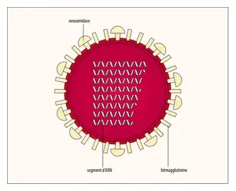 Grippe encyclopædia universalis